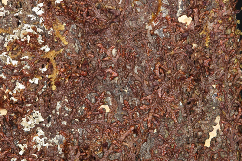 Frullania asagrayana